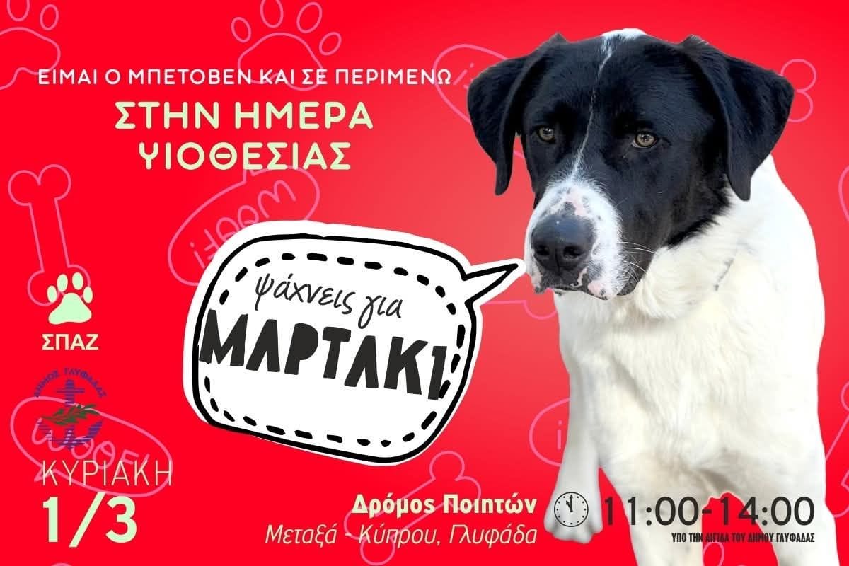 Ραντεβού υιοθεσίας σκύλων από τον Δήμο Γλυφάδας και τον ΣΠΑΖ